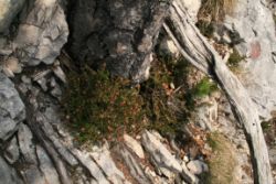 2011-04-24_Regina-F-Rau_Brunnstein-Spitze (075).JPG